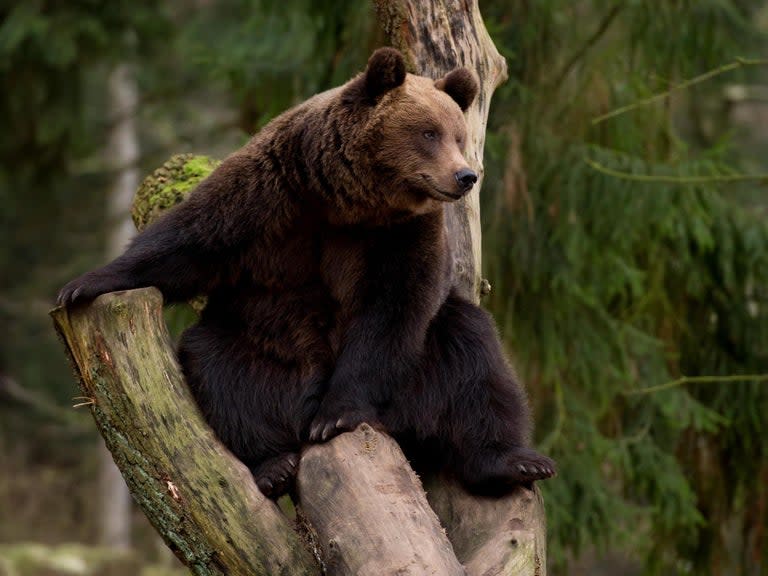 Native bears and wolves will live side by side for the first time in more than 1,000 years in a patch of ancient British woodland.European brown bears, which are thought to have disappeared in the Middle Ages, will roam beside grey wolves, the last of which were hunted to extinction in the 17th century, in a wood near Bristol.The project, called Bear Wood, will give visitors the chance to see how these animals would have coexisted in the woodland that used to cover much of Britain.Today only 13 per cent of the UK's total land area is covered in woodland and only 2 per cent is covered by ancient woodland, which has existed continuously since 1600 or before. Across the EU, an average of 35 per cent of land is covered in woodland. Two Eurasian lynx and two wolverines will also live beside the bears and wolves in Bear Wood.At first the four species will live in separate areas of the woodland, but it is hoped that in the near future they will be able to share the same 10,000 sq metre paddock.From Wednesday the wolves will be brought into the adjoining paddock next to the bears which have been getting accustomed to the woodland over the past few months. Visitors will be able to observe the animals from a raised wooden walkway and a viewing den with floor-to-ceiling glass windowsDr Justin Morris, the chief executive of Bristol Zoological society, said: “Bears went extinct in the UK in the Middle Ages and the last wolves roamed free until around the 17th century, so it will be the first time the two animals have coexisted in around 1,000 years.”“At the moment the different species are living in paddocks adjacent to one another, but at some point in the near future we will introduce them – when their keepers decide the time is right.”Dr Morris said that it was already “amazing” to observe the bears exploring the ancient woodland.“It’s fascinating to see the bears climbing to the top of massive ash and oak trees."Of course, they are perfectly adapted to climb these trees, but it’s surprising them balancing on the smaller branches.”He added that experience of living alongside other native species would be enriching for the animals.“It will be interesting to observe how they interact with one another and adapt to the different sights and smells they encounter.”Dr Morris also said that the woodland itself is likely to benefit from the arrival of its new inhabitants.“Bears naturally clear undergrowth. And with more light coming through, this will create a new habitat and encourage new species to grow.”He added that he hoped the reintroduction of these “charismatic species” to the wood will encourage visitor to think about the issues of climate change and rewilding.“We're excited that people are starting to recognise the value of British woodland, which is often overlooked when zoos concentrate on more exotic locations such as the African savannah and rainforest.“We have a unique change to reach out to people so they can recognise the importance of our ancient woodland that remains.”Last month, the government passed a law to cut greenhouse gas emissions to net zero by 2050.One of the ways the government’s Committee on Climate Change say this target can be achieved is by offsetting emissions by planting trees and creating woodland. “Ancient woodland is one of the richest habitats for wildlife in the UK, providing a home for hundreds of species of animals and plants,” explained Dr Christoph Schwitzer, chief zoological officer at Bristol Zoological Society.“In order to protect what remains, we need to inspire the next generation about the importance of this unique habitat. We believe that the best way to do this is to immerse people in these woods and show them the amazing diversity that is at stake.”