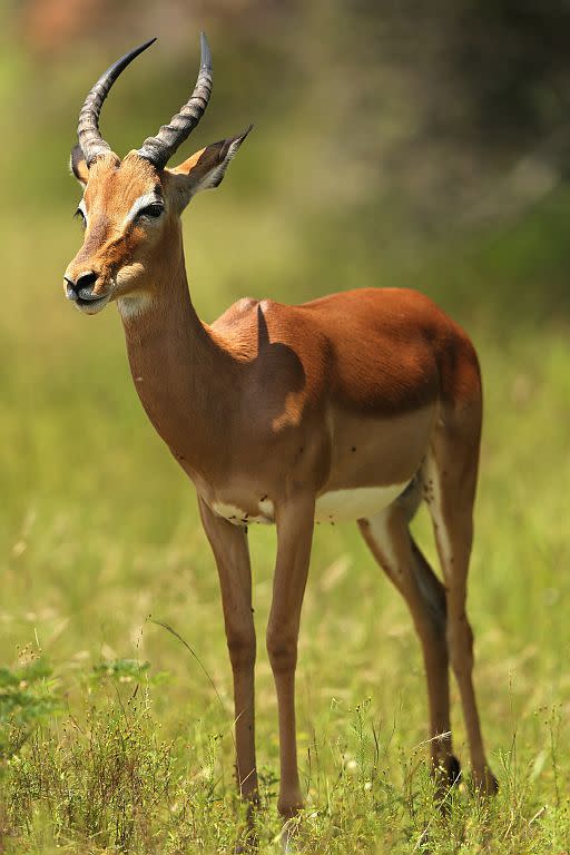 An impala in Kruger National Park in Skukuza, South Africa.