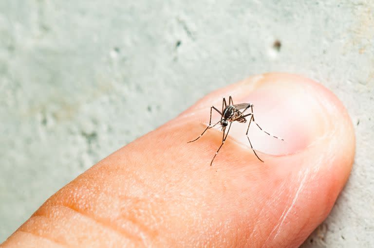 El virus del dengue es transmitido por el mosquito Aedes aegypti