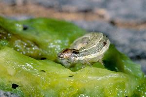 GreenLight's plant health research team is working to develop a solution to fall armyworm