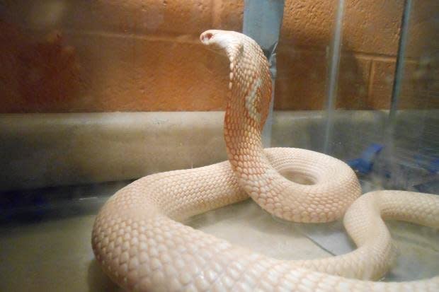 This albino cobra was found in a 20-gallon tank in a homeless shelter, according to Animal Care & Control of New York.  Photo credit: Animal Care & Control of New York