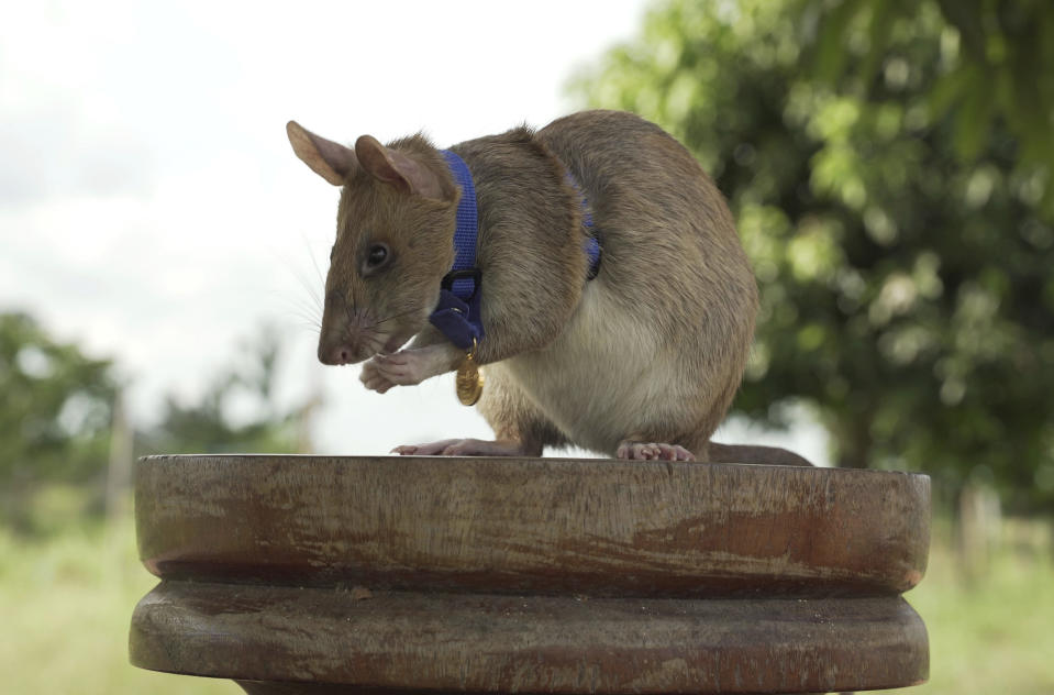 In this undated photo issued by the PDSA, People's Dispensary for Sick Animals, Cambodian landmine detection rat, Magawa is photographed wearing his PDSA Gold Medal, the animal equivalent of the George Cross, in Siem, Cambodia. A British animal charity has on Friday, Sept. 25, 2020, for the first time awarded its top civilian honor to a rat, recognizing the rodent for his "lifesaving bravery and devotion” in searching out unexploded landmines in Cambodia. (PDSA via AP)