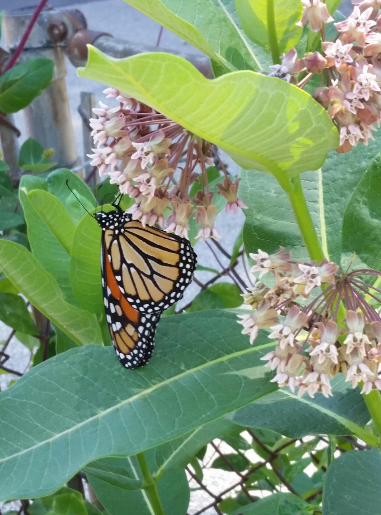 A monarch butterfly on common milkweed in Shorewood.