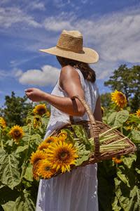 'Crème Brûlée' Sunflower