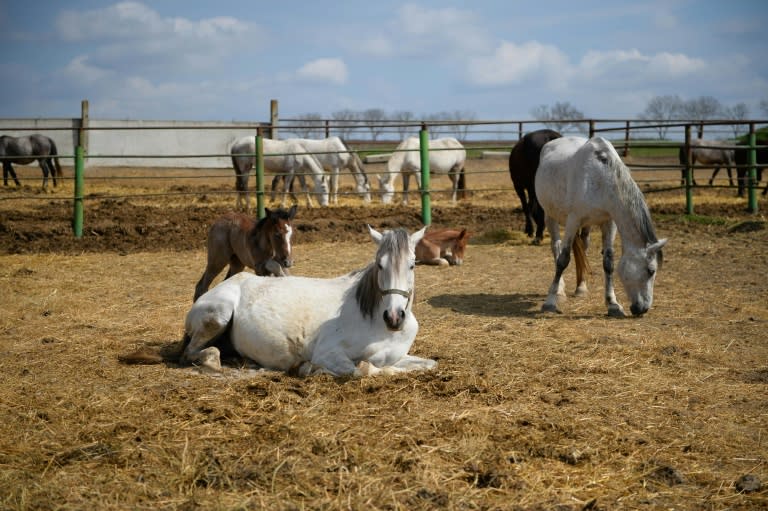 Caballos en una granja en Ceadir-Lunga, sur de Moldavia, el 7 de abril de 2014 (DANIEL MIHAILESCU)