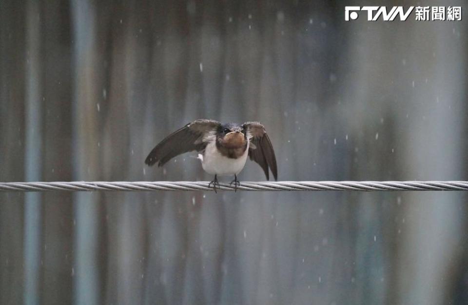 雙北下午大雨滂沱，《鋒燦傳媒》記者捕捉到燕子振翅抖雨水的畫面，模樣相當呆萌。（圖／記者盧逸峰攝）