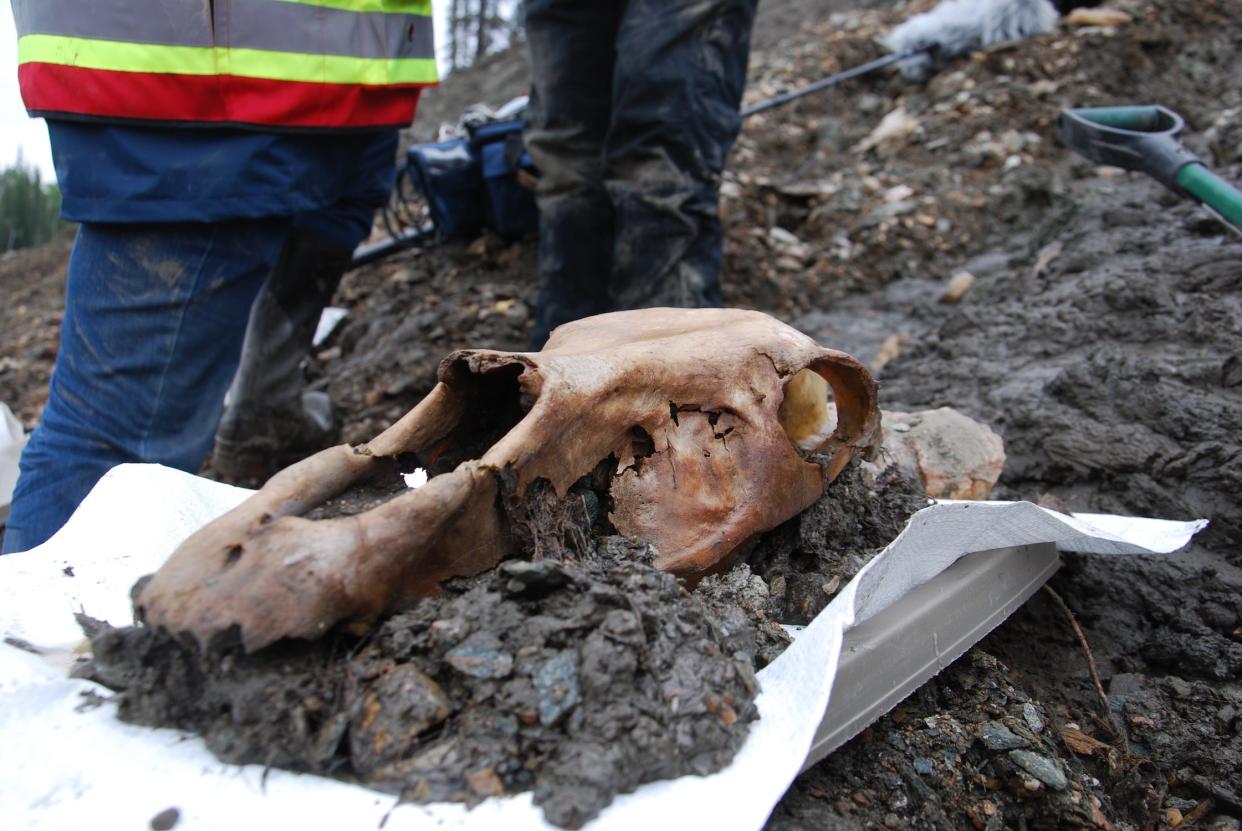 A long horse skull sitting in a pile of mud on a white towel at people's feet on a muddy hillside.