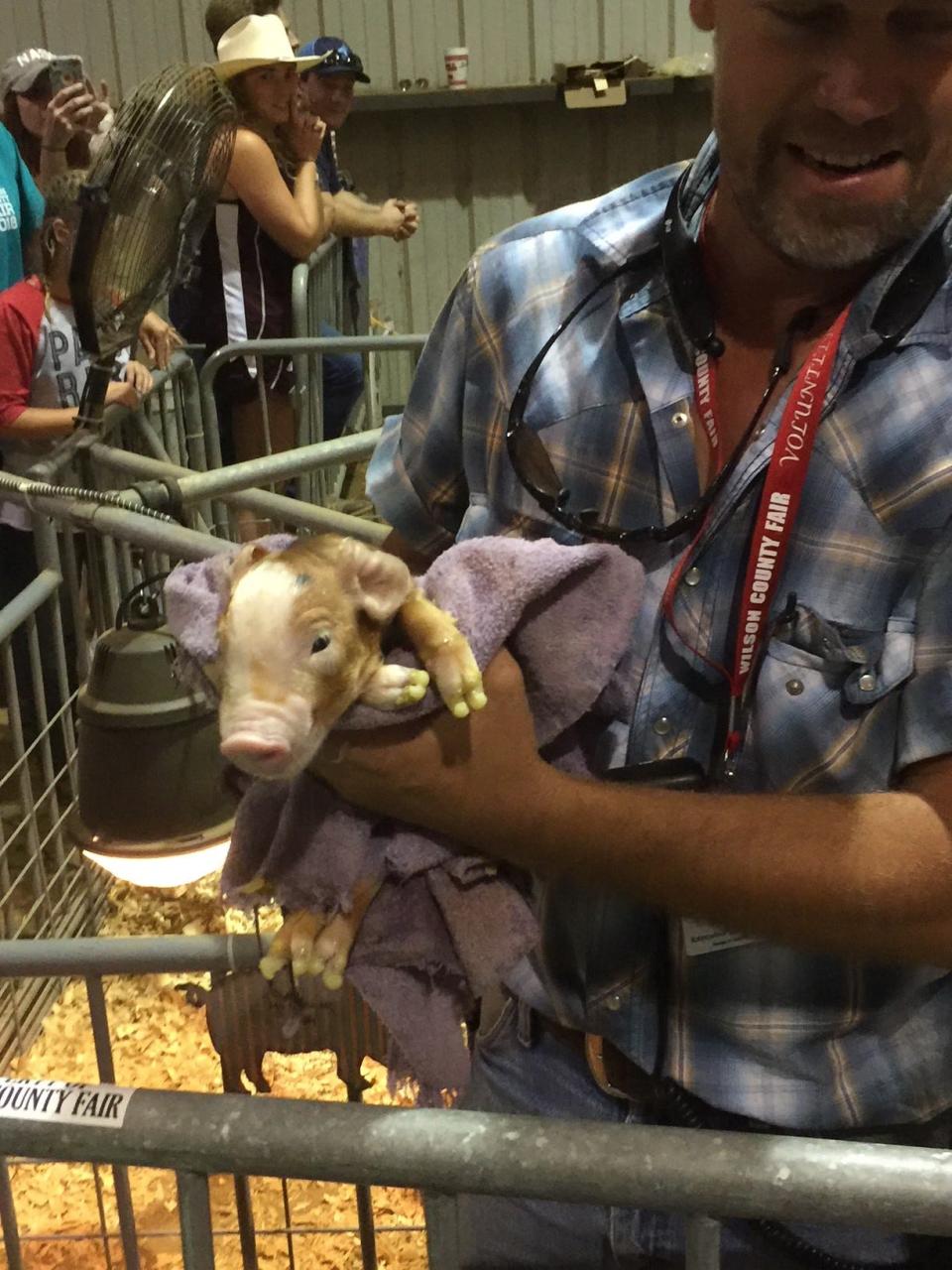 A baby pig that was part of the 2020 birthing barn as part of the  Wilson County Fair that wasn't held in its entirety because of COVID-19.