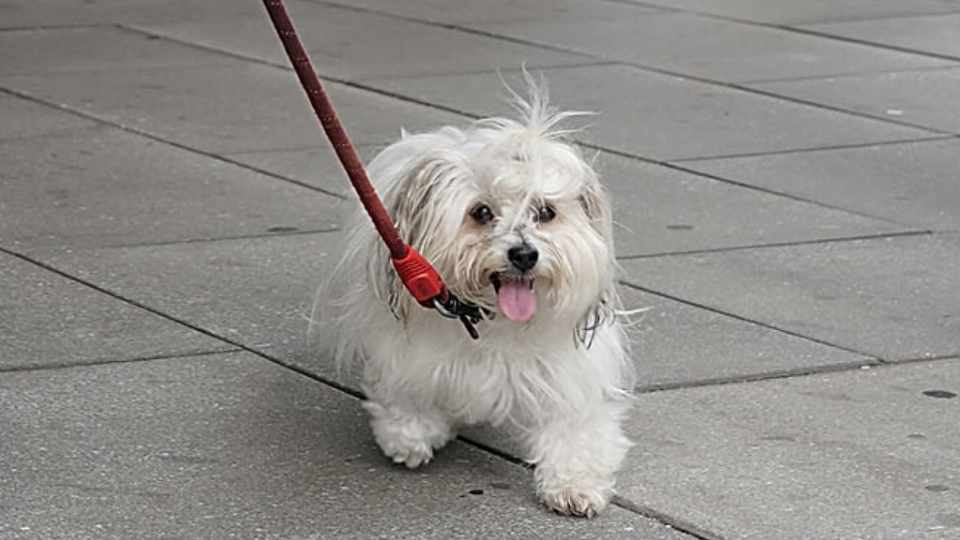 Bianca, a dog who was threatened by Roger Stone (unknown)