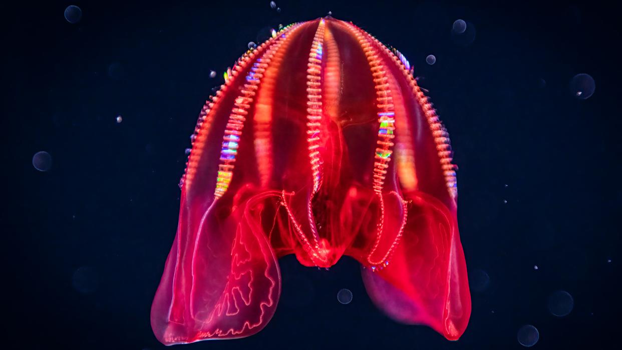  A red blood-belly comb jelly floating in a dark sea. 