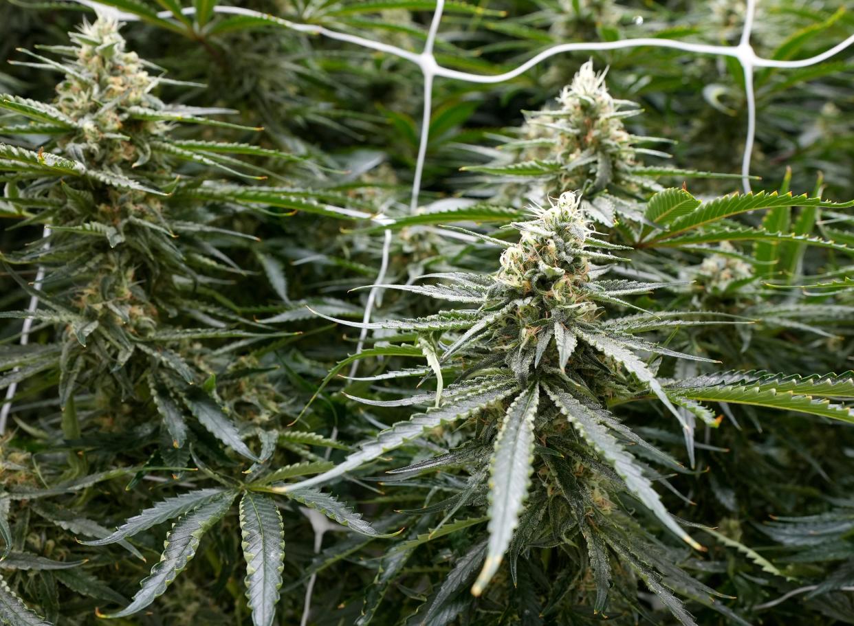 Cannabis plants are seen in the flowering phase at PharmaCann's cultivation and processing facility at Buckeye Lake.