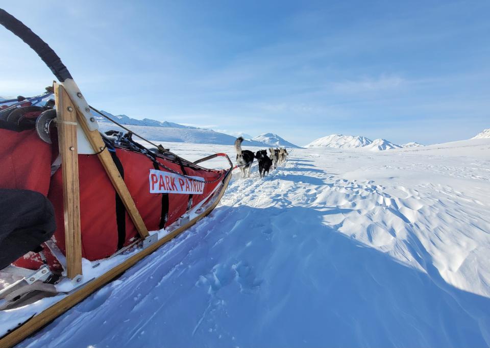 Denali's sled dogs carry park rangers and supplies through areas vehicles can't reach.