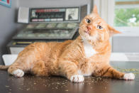 <p>“Of all the photos I’ve taken over the years, the catnip photos were the most enjoyable,” said Marttila. (Photo: Andrew Marttila/Caters News) </p>