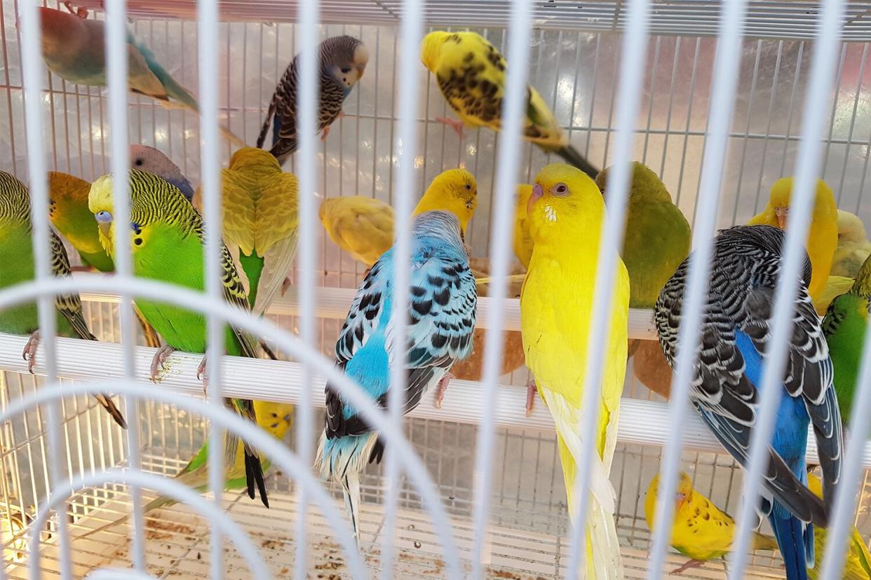 parakeets