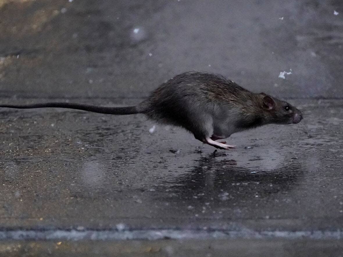 Ottawa's Rat Mitigation Working Group reformed this month to coordinate the city's battle against the rodents. (Carlo Allegri/Reuters - image credit)