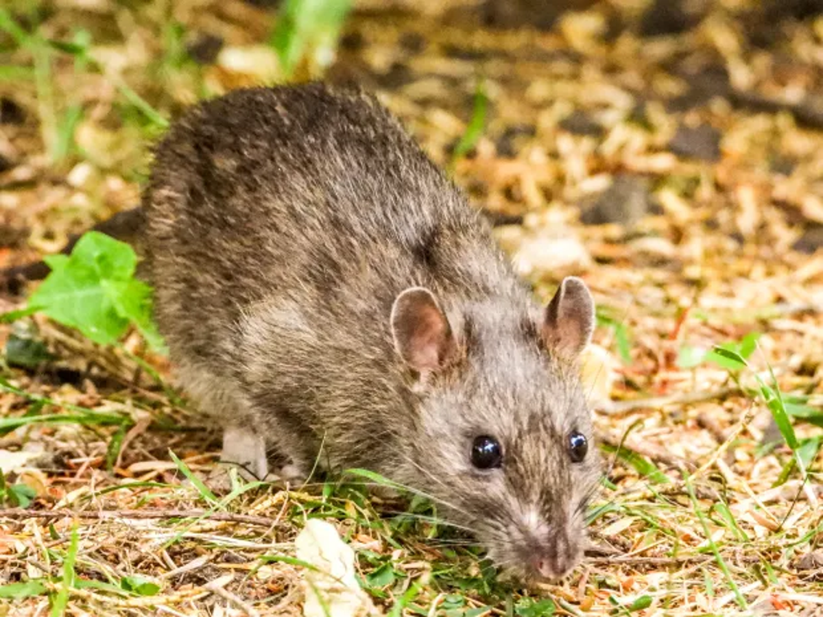 The parasite is found in the lungs of brown rats around southeastern US (Getty Images)