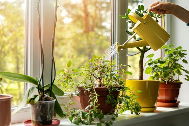 11 Indoor Plants That Are Almost Impossible to Kill