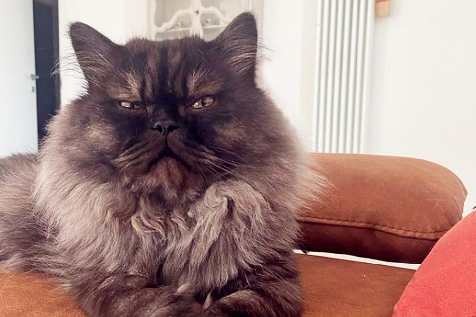 furry cat with a grumpy expression