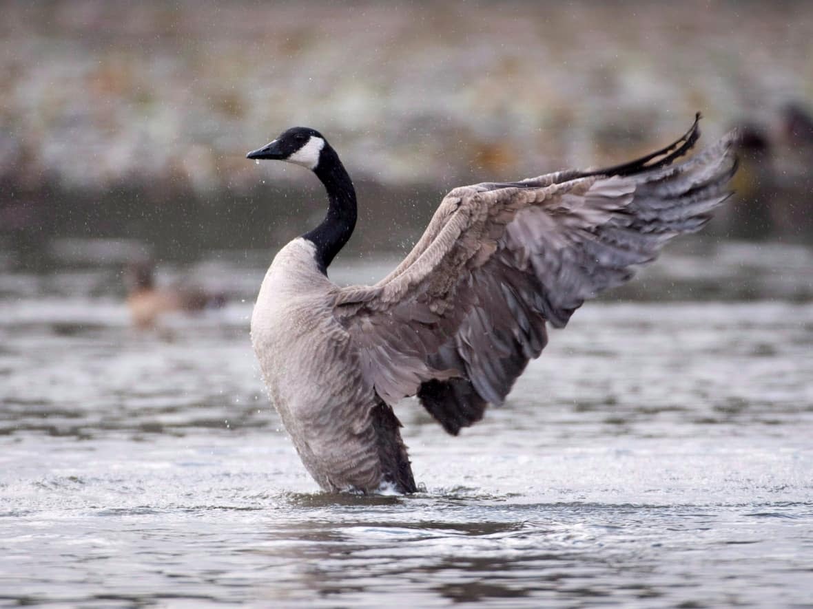 A Canada goose shakes its feathers at Burnaby Lake in Burnaby, B.C., in November 2018. Geese that travel longer distances tend to fly north to south and vice-versa, researchers say. (Jonathan Hayward/The Canadian Press - image credit)