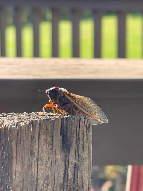 La Vergne cicada