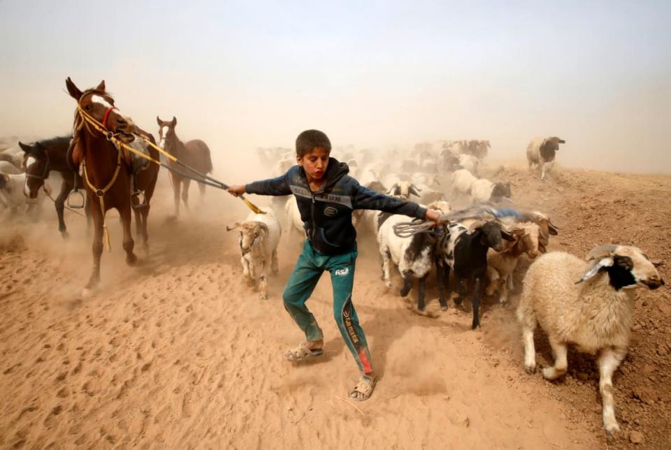 <div class="inline-image__caption"><p>A displaced Iraqi boy leads his animals to safety after escaping from Islamic State controlled village of Abu Jarboa during clashes with IS militants near Mosul, Iraq November 1, 2016.</p></div> <div class="inline-image__credit">Ahmed Jadallah/Reuters</div>