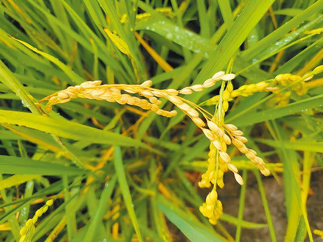 5月霪雨導致雲林多項農作物傳出受災情形，其中稻穗出現「空包彈」者多，農民很著急。（周麗蘭攝）