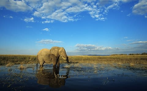 An elephant on Lake Kariba in Zimbabwe - Credit: Gilles MARTIN/GAMMA-RAPHO/Gilles MARTIN