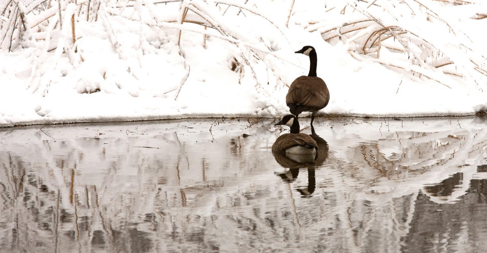 A pair of Canada Geese relax in Salt Creek at Fullersburg Woods in Oak Brook, Ill. after a winter storm on Wednesday, March 12, 2014. (AP Photo/Daily Herald, Daniel White) MANDATORY CREDIT, MAGS OUT, TV OUT