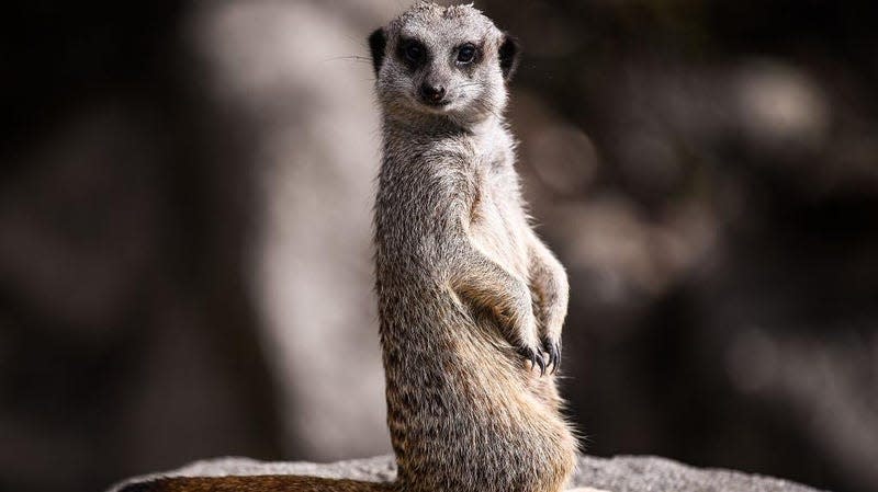 Five meerkats (not pictured) died at the Philadelphia Zoo this month