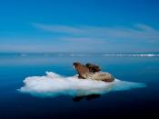 A walrus and her calf rest on a piece of multiyear ice in Foxe Basin, Canada. The floating ice keeps them perched over favorite feeding grounds—clam beds—and allows the mother to whisk her calf to safety in the water should a polar bear appear.