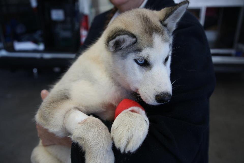 Pictured is a husky puppy, believed to be four months old, who was found at Semaphore Park's foreshore in Adelaide. She had one of her hind legs partially amputated and a spinal fracture. RSPCA had no choice but to euthanise her.