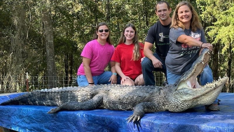 arkansas alligator harvest record