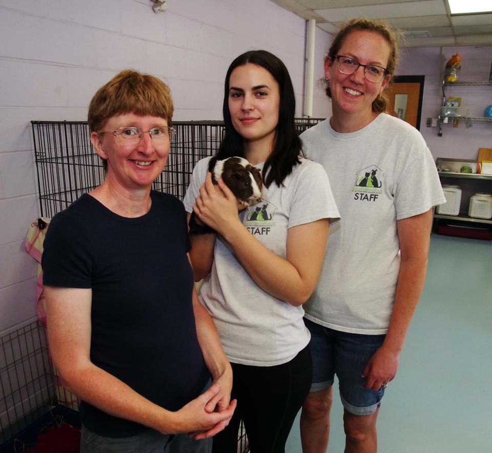 Animal Protection Center of Southeastern Massachusetts in Brockton, from left, volunteer Kirsten MacDonald of Brockton, Assistant Manager Erin MacLeod of Mansfield and Director Kim Heise of Norton are working to find good homes for the influx of guinea pigs at the shelter, including Tomato, held by MacLeod on Thursday, June 29, 2023. Tomato was abandoned in a cage on the side of Ithica Road in June and is on pregnancy watch.