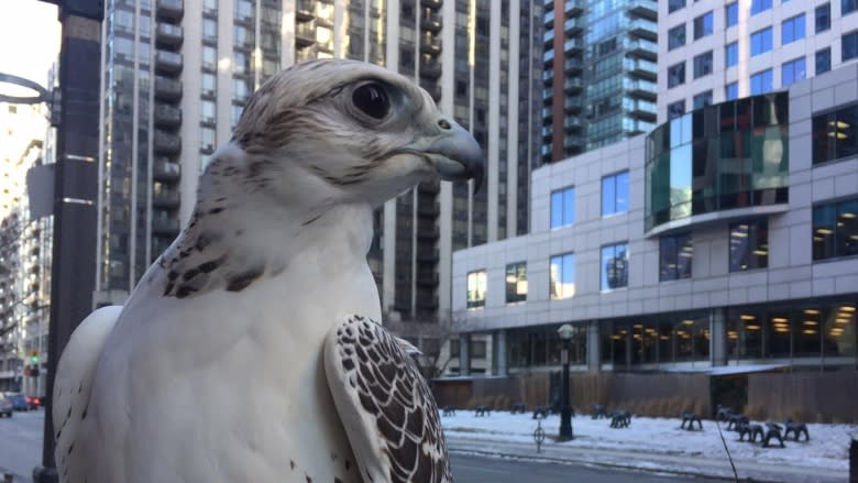 Meet Juliet, the falcon making Pearson Airport a little safer