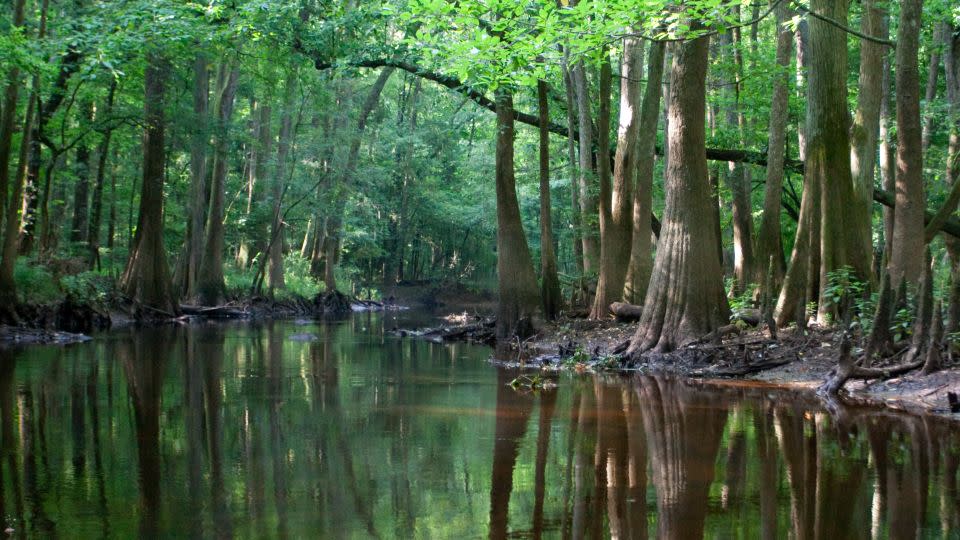 Congaree National Park in South Carolina is starting to grow in popularity, getting more recognition beyond its home state. - National Park Service
