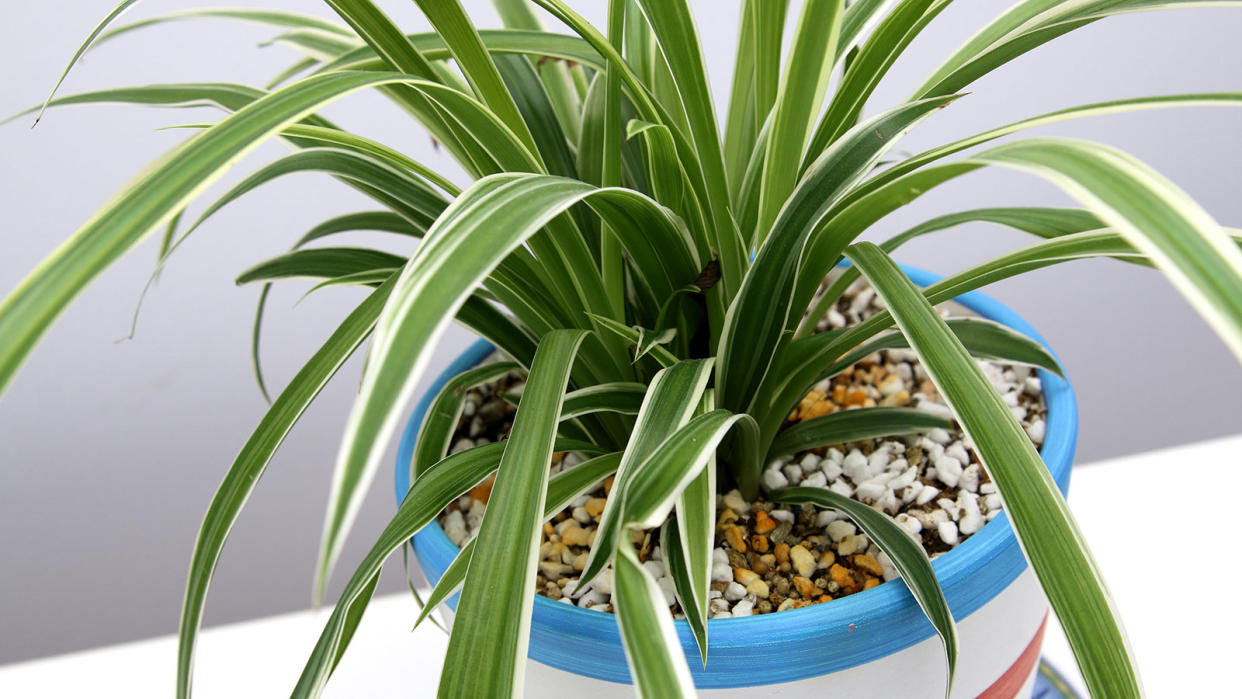  spider plant in a stripy plant pot 