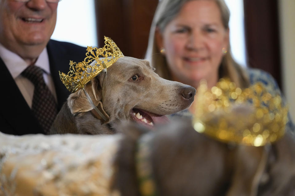 Her Majesty XXX, Queen Billie Jean King Gelderman, queen of the Krewe of Barkus, a Mardi Gras dog parade, is introduced at the krewe's traditional Friday lunch at historic Galatoire's Restaurant in New Orleans, Friday, Feb. 10, 2023. The Barkus parade, open to public and their dogs by registering for the event, goes through the French Quarter on Sunday, Feb. 12, 2023. (AP Photo/Gerald Herbert)