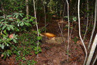 A photo of a site in Jacksonville, North Carolina, where in June 2018 a Marine Corps sergeant dug up explosives he had stolen from nearby Camp Lejeune and then buried. (Naval Criminal Investigative Service via AP)