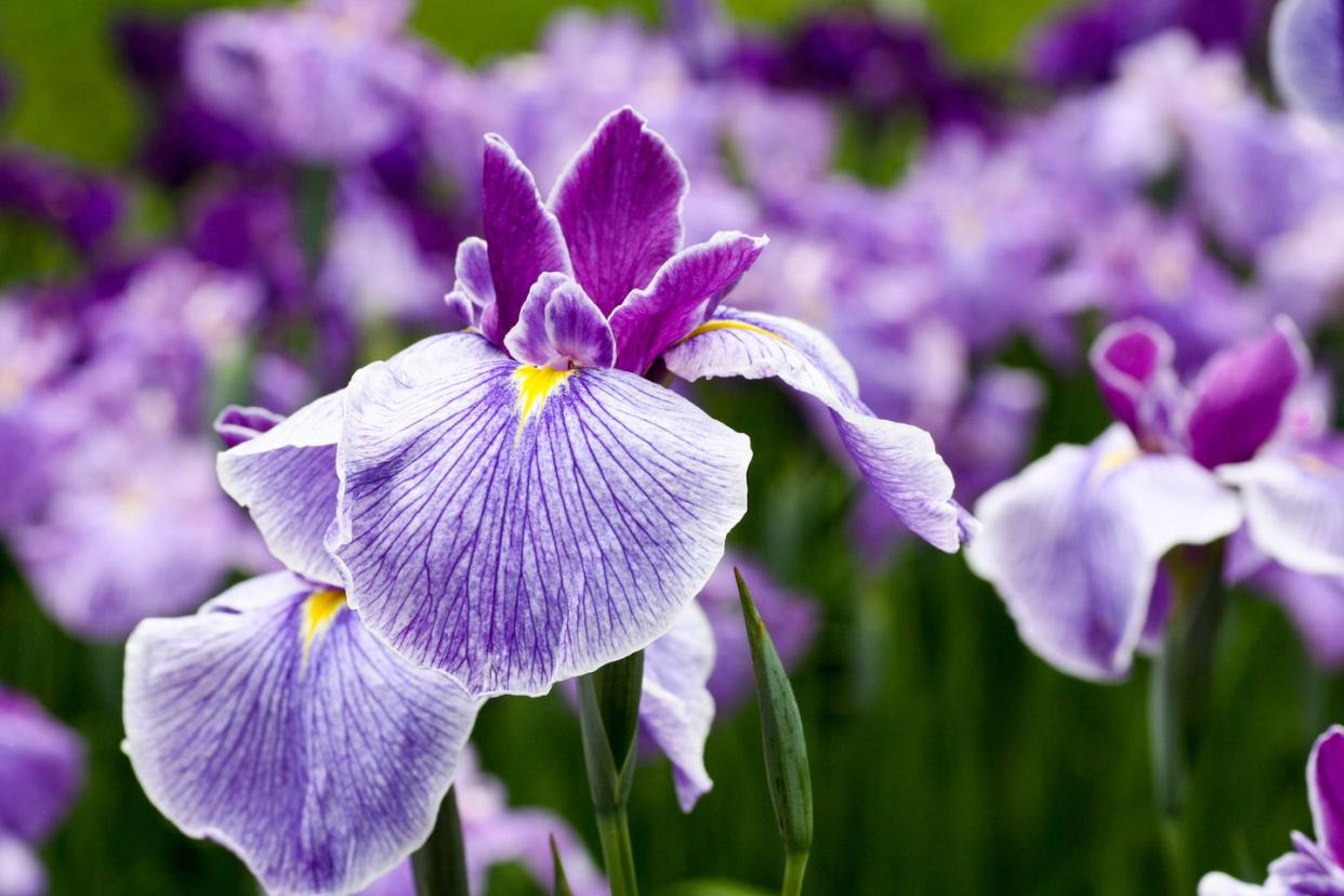 best perennial flowers plants iris