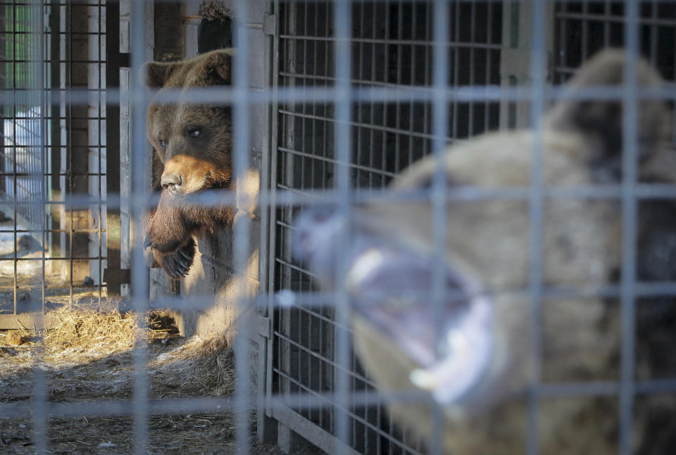 In this Wednesday, March 6, 2019 photo, bears look out from a cage at the Veles rehabilitation shelter for wild animals in Rappolovo village outside St. Petersburg, Russia. Some 200 wild animals are receiving care at the Veles Center, an out-of-the-way operation regarded as Russia's premier facility for rehabilitating creatures that were abandoned or fell victim to human callousness. (AP Photo/Dmitri Lovetsky)