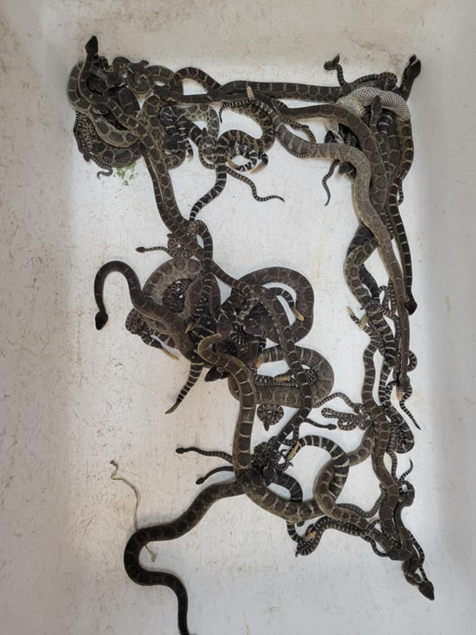 Image: Snakes under home (Sonoma County Reptile Rescue)