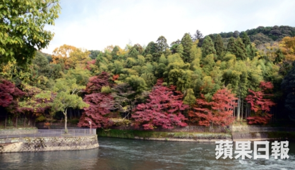 宇治川旁的步道上散步，可以欣賞彼岸與身旁的紅葉，從古至今皆是賞楓的著名景點。