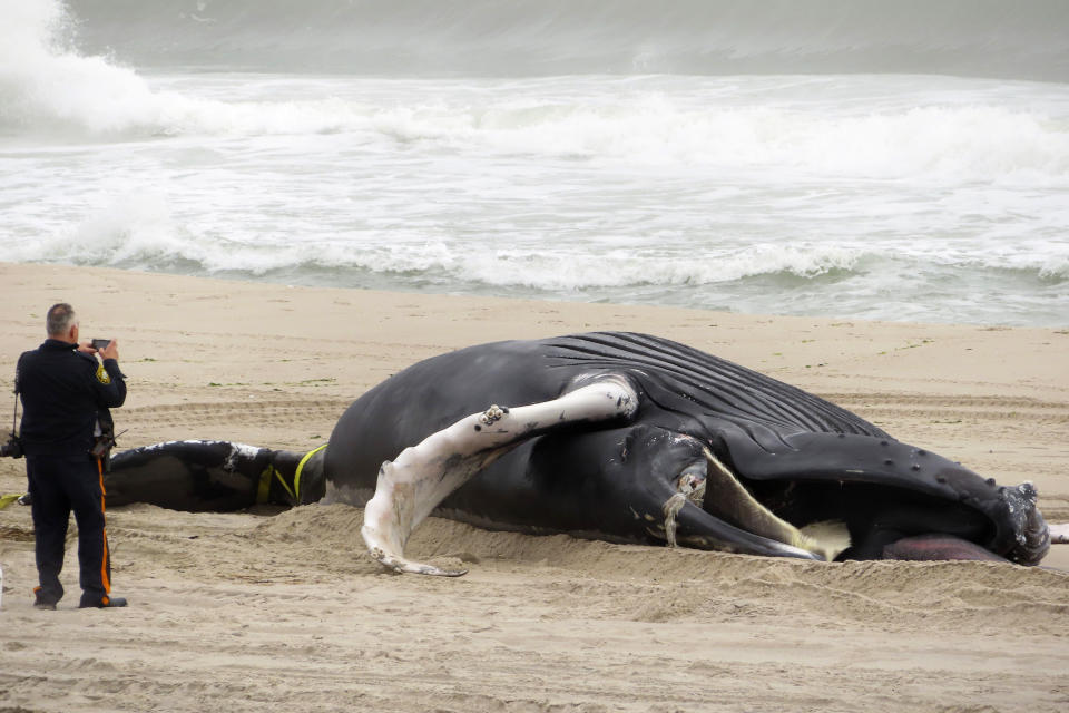 A police officer in Seaside Park N.J. photographs a dead whale on the beach on March 2, 2023. On Tuesday, March 28, Democratic U.S. Senators from four states called upon the National Oceanic and Atmospheric Administration to address a spate of whale deaths on the Atlantic and Pacific coasts. The issue has rapidly become politicized, with mostly Republican lawmakers and their supporters blaming offshore wind farm preparation for the East Coast deaths despite assertions by NOAA and other federal and state agencies that the two are not related. (AP Photo/Wayne Parry)