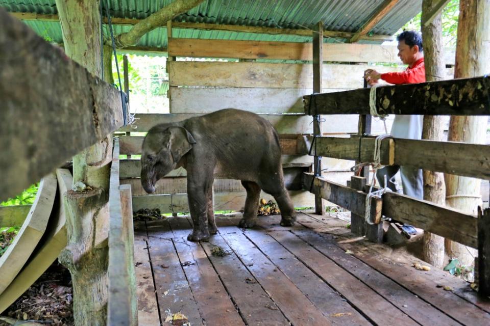  A Sumatran elephant calf that lost half of its trunk, is treated at an elephant conservation centre in Saree, Aceh Besar, Indonesia. (AP)