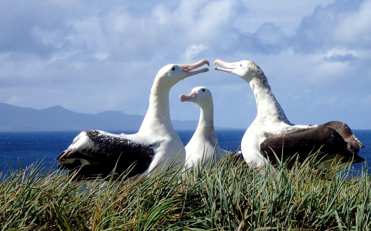 Wandering Albatross on Marion Island - Michelle Risi