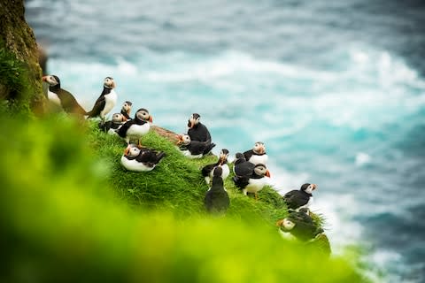 "Kingdom of Birds" - The Faroe Islands are inhabited by plenty of puffins - Credit: getty