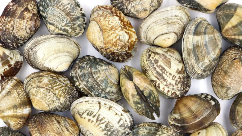array of clams