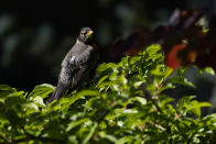 An Argos satellite tag is seen on the back of an American robin, Thursday, May 6, 2021, in Silver Springs, Md. With more precise information about nesting success and conditions in breeding and wintering grounds, “we should be able to tell the relative roles of genetics versus the environment in shaping why birds migrate,” says avian ecologist and Georgetown University Ph.D. student Emily Williams. (AP Photo/Carolyn Kaster)