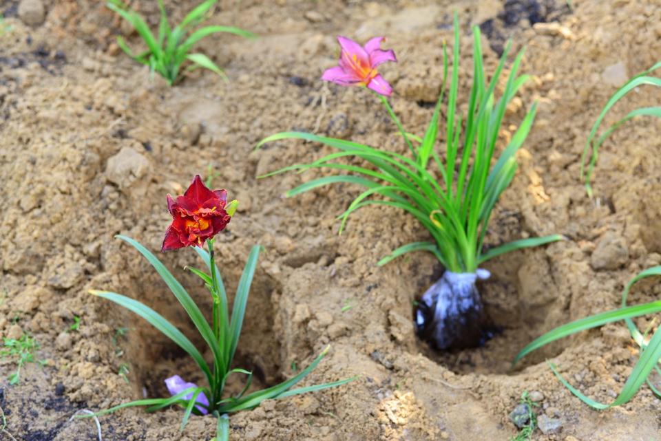 soil with two holes dug to plant two daylily plants placed in holes