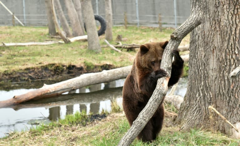 Tortured for years by humans these mighty animals have been given sanctuary near the city of Zhytomyr, in northwest Ukraine